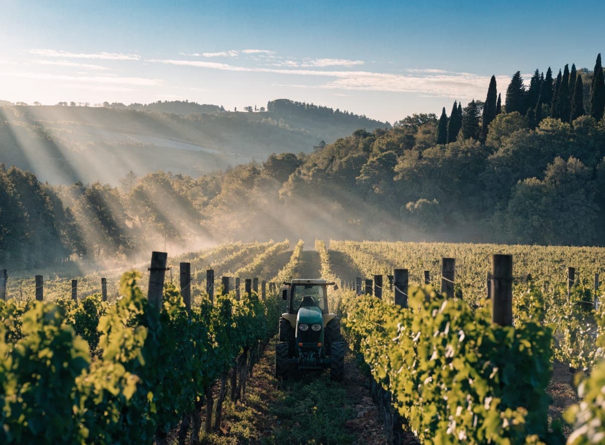 Frutteto e vigneto